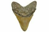Fossil Megalodon Tooth - North Carolina #376901-2